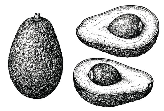 Vintage avocado engraving vector, hand drawn botanical fruit illustration, whole and halved avocado with pit, black and white sketch