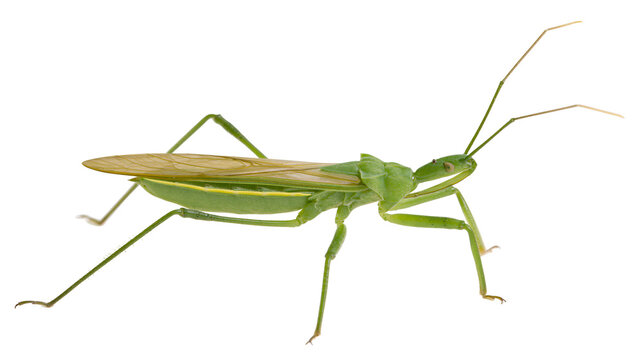Green assassin bug with long antennae and folded wings, isolated on transparent background