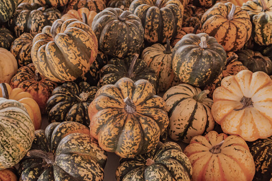 Assorted pumpkins in various shapes and colors, including green, orange, and striped varieties, arranged closely together on a flat surface, showcasing their unique textures and patterns