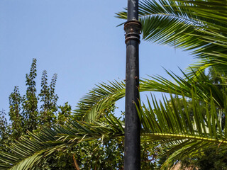 Tall black metal street lamp post stands upright amidst vibrant green palm tree leaves under a clear blue sky captured in this sunny outdoor garden scene © Graphixa