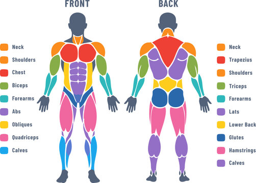 Human Muscle Groups Front and Back Body Anatomy Illustration Vector Infographic, Colorful Flat Muscle Diagram for Anatomy Education, Fitness Training, Gym Workout, Physiology, Sports Science