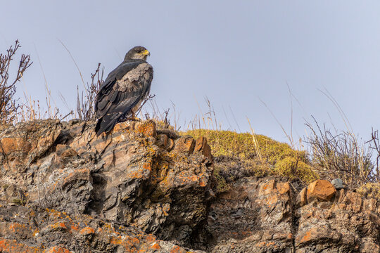 Black-chested Buzzard-Eagle  (Geranoaetus melanoleucus) Perched on a Rocky Cliff in Patagonia, Chili.