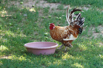 Rooster stands near a pink bowl on grass © schankz