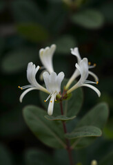 Fototapeta premium Botanical beauty and nature conservation, white honeysuckle flower blooming in a garden with soft natural light and blurred green foliage background