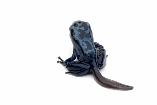 Close Up a Froglet Blue poison dart frog (Dendrobates tinctorius azureus) on white background