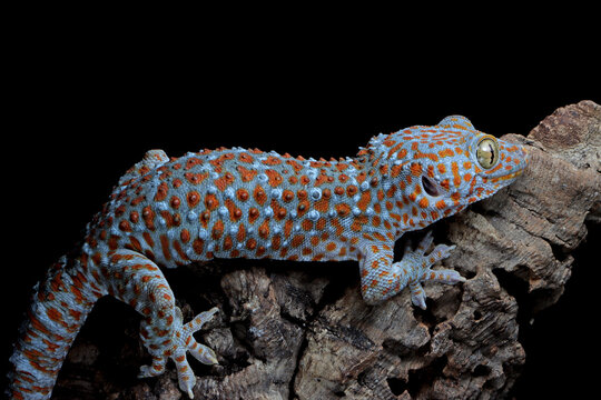 Tokay gecko (Gekko gecko) close up on dark background with detailed texture, Portrait of Tokay Gecko on bark
