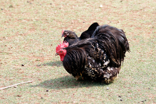 a pair Black mottled cochin bantam rosster standing on the ground, Black mottled cochin bantam on natural ground