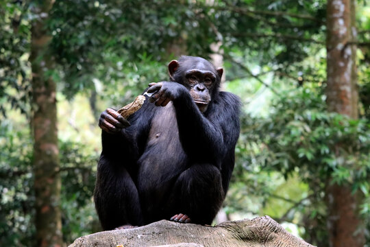 a Chimpanzees resting on a tree in natural habitat, Chimpanzees resting on a tree branch
