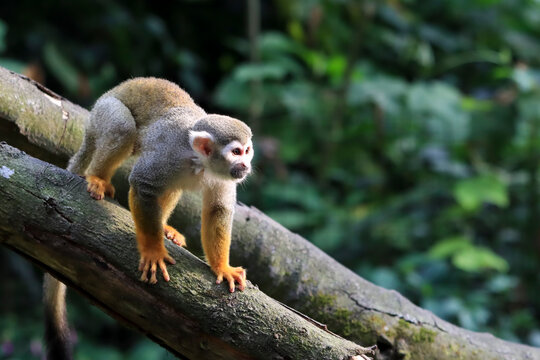 Common squirrel monkey (Saimiri boliviensis) on a tree branch, Closeup a squirrel monkey resting in its natural habitat