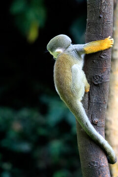 Common squirrel monkey (Saimiri boliviensis) on a tree branch, Closeup a squirrel monkey resting in its natural habitat