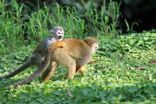 Close Up of Squirrel Monkey (Saimiri boliviensis) with baby on Its back, Squirrel Monkey (Saimiri boliviensis) parent and baby perched on tree branch