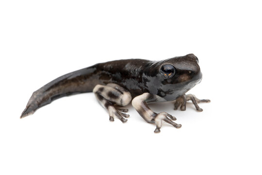 Amazon milk frog (Trachycephalus resinifictrix) froglet on isolated background, a froglet Mission golden-eyed tree frog on white background
