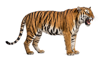 Obraz premium Powerful Bengal tiger displaying an intense roaring expression with visible teeth and detailed striped fur, isolated on white background.