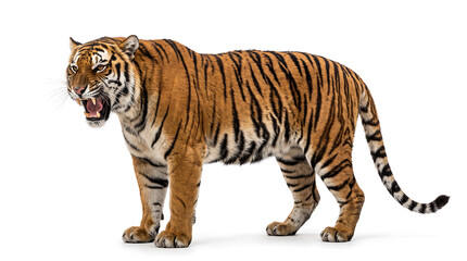 Obraz premium Full body adult Bengal tiger roaring with an open mouth and visible sharp teeth, isolated on a pure white background for wildlife design projects.