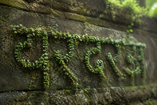 Natural vines growing on an ancient wall forming elegant script curves.