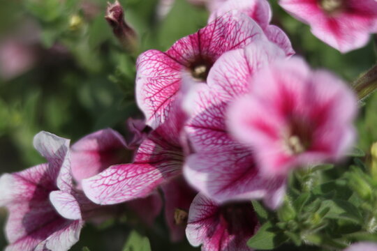 Beautiful Pink Petunia Flowers | Colorful Garden Blooms and Nature Beauty
