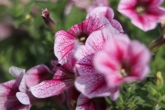 Beautiful Pink Petunia Flowers | Colorful Garden Blooms and Nature Beauty
