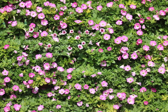 Beautiful Pink Petunia Flowers | Colorful Garden Blooms and Nature Beauty
