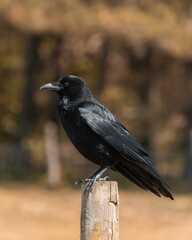 Obraz premium Black crow perched on wooden fence