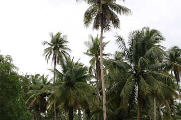 palm trees against blue sky © Maythee
