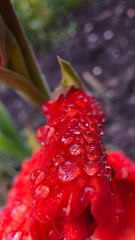 red rose petals © Monika
