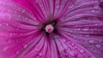 pink flower background © Monika