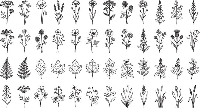 Hand drawn botanical vector set featuring various wildflowers leaves and herbs in a minimalist sketch style