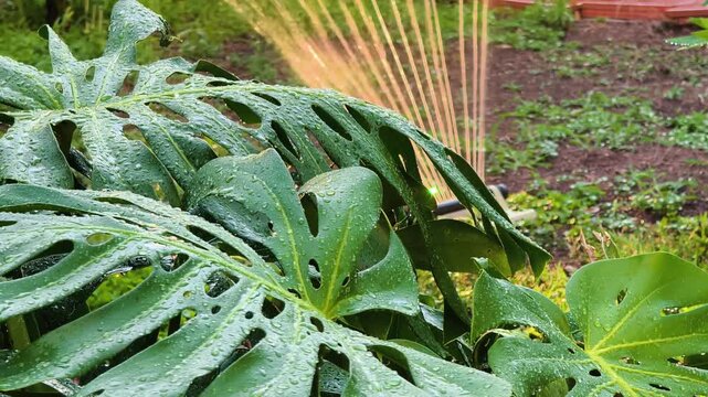 Wet Monstera leaves in the foreground with a sprinkler watering a lush garden at sunset, warm evening light and natural water sounds creating a peaceful summer atmosphere.
