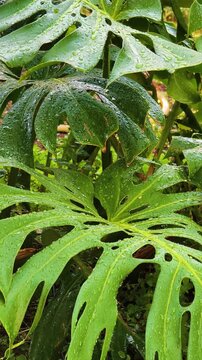 Vertical close up of wet Monstera leaves covered with water droplets and illuminated by natural light, with ambient water sounds creating a peaceful tropical garden atmosphere.