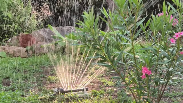 Oscillating sprinkler watering a blooming oleander in a summer garden with green foliage, water spray and natural ambient sounds creating a peaceful outdoor atmosphere.