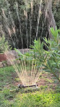 Vertical close up of an oscillating sprinkler watering a green garden at sunset with lush plants, warm evening light and a peaceful summer atmosphere.