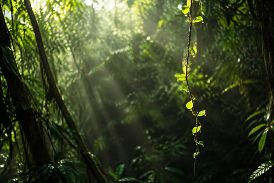 Sunlight through rainforest canopy illuminating a single hanging vine.