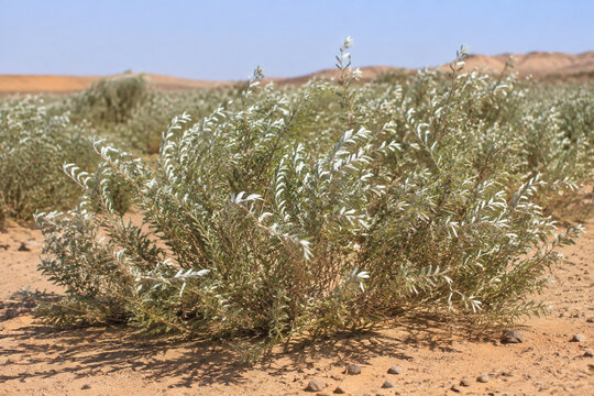 Oleaster shrubs with silvery leaves growing in sandy, arid soil.