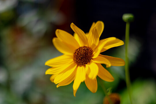 Selective focus of golden yellow flower in garden with sunlight in the afternoon, Helianthus is a species of flowering plants in the daisy family Asteraceae or sunflowers, Natural floral background.