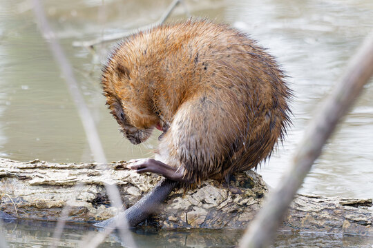Muskrat