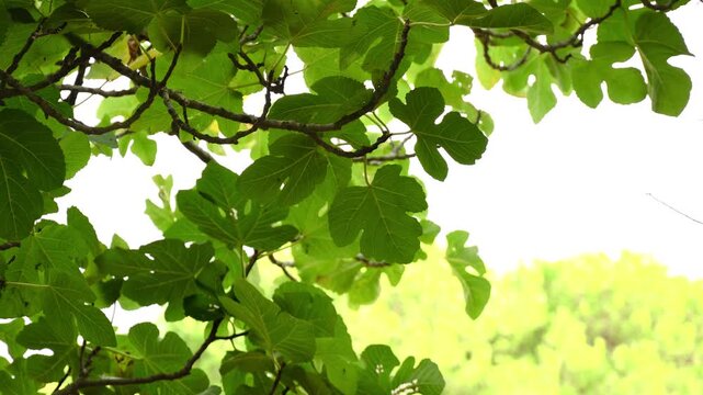 Fig tree leaves backlit against sky, video