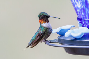 Male Ruby Throated Hummingbird © William's Outdoors