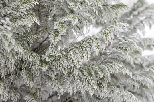 Close-up of thuja branches covered with frost in winter daylight