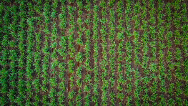 Aerial view of lush green sugar cane fields planted in neat rows across the agricultural landscape of Riviere du Rempart, Riviere du Rempart, Mauritius.