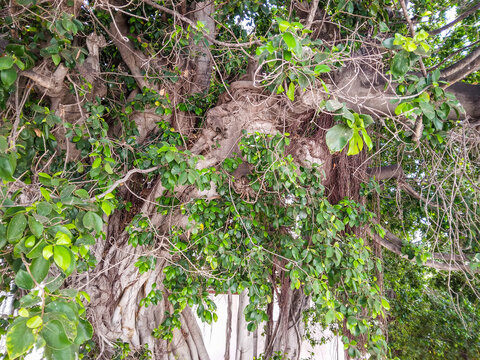 Ancient banyan tree showcasing thick gnarled wooden trunks with vibrant green foliage and dangling aerial roots captured in a high resolution bright natural outdoor daylight photograph