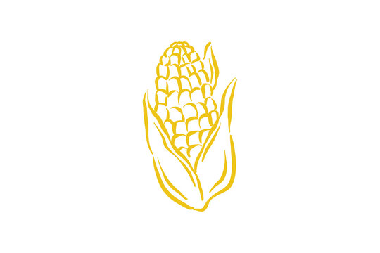 Hand drawn raw sweet yellow corn on the cob vegetable outline illustration for harvest Design
 
