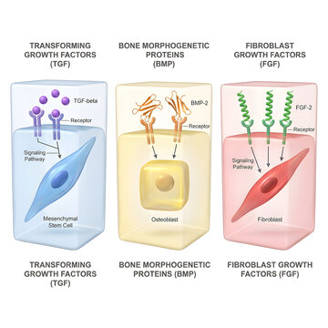 Biological growth factor signaling pathways in mesenchymal stem cells and osteoblast cells.