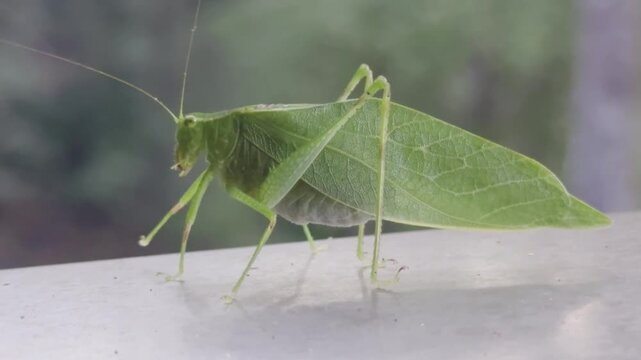 Close up of a Katydid moving slowly