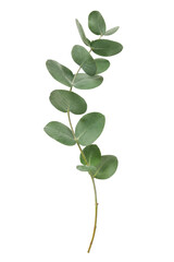 Single fresh green eucalyptus branch with round leaves and a slender stem, isolated on a clean white background © Chinases