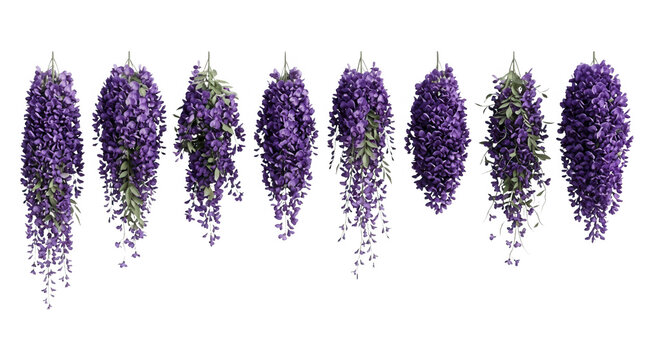 Un set di otto grappoli di fiori di glicine viola pendenti, isolati su sfondo bianco, ideali per composizioni floreali, design botanico, decorazioni primaverili e progetti di grafica digitale.