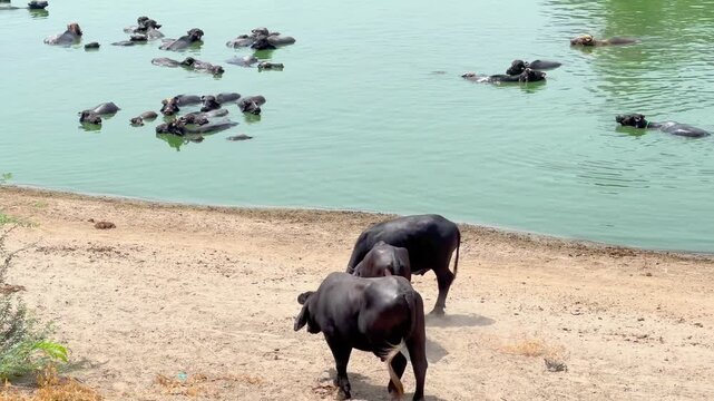 A vast and captivating scene of buffaloes enjoying themselves after bathing in a tranquil pond in a rural area; many of the buffaloes are partially submerged in the cool water. 4k video