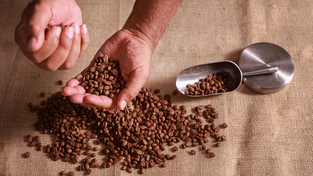 Experienced senior coffee roaster carefully inspects roasted bean selection with proud satisfaction above rustic burlap background