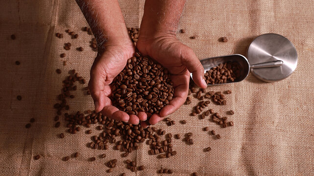 Proud senior roaster presents careful selection of roasted coffee bean items in hand over burlap fabric next to metal scoop