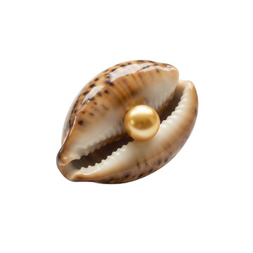 Una conchiglia di ciprea maculata con una perla dorata lucida incastonata al centro, isolata su uno sfondo bianco puro, che rappresenta eleganza, tesori marini e bellezza naturale in un dettaglio