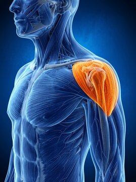 Human shoulder anatomy with highlighted rotator cuff muscles